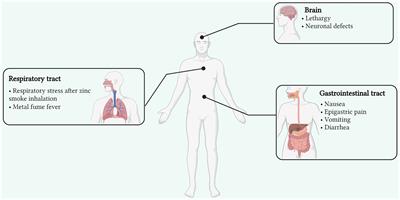 Zinc Essentiality, Toxicity, and Its Bacterial Bioremediation: A Comprehensive Insight